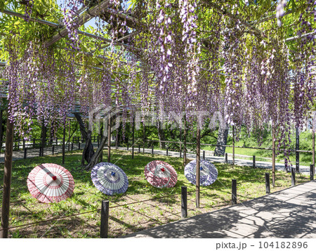 藤と和傘(岡崎公園五万石藤) 藤と和傘(岡崎公園五万石藤) 104182896