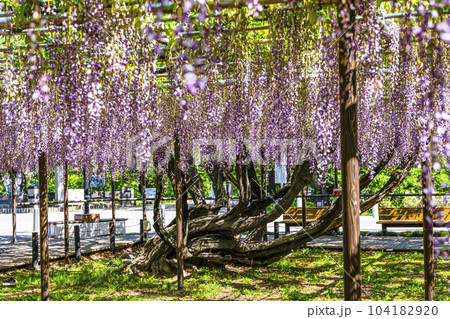 藤棚（岡崎公園五万石藤） 104182920