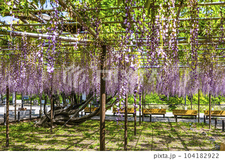 藤棚(岡崎公園五万石藤) 藤棚(岡崎公園五万石藤) 104182922