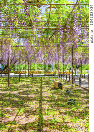 藤棚(岡崎公園五万石藤) 藤棚(岡崎公園五万石藤) 104182934