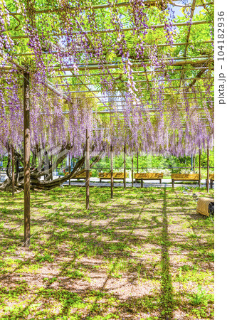 藤棚(岡崎公園五万石藤) 藤棚(岡崎公園五万石藤) 104182936
