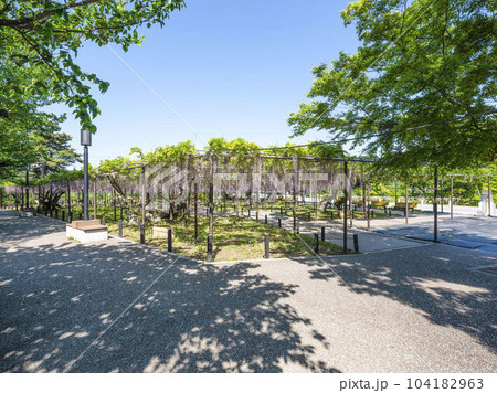 藤棚(岡崎公園五万石藤) 藤棚(岡崎公園五万石藤) 104182963