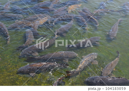池で泳ぐ鯉 池で泳ぐ鯉 104183059