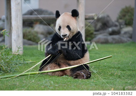 おいしそうに竹を食べる永明 おいしそうに竹を食べる永明 104183382