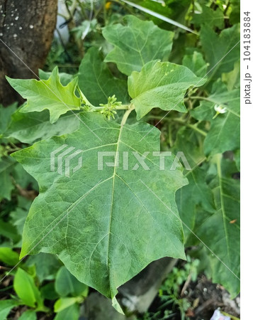 Close up of turkey berry plant  104183884