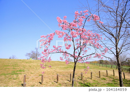 ピンクの早咲き桜 満開 ピンクの早咲き桜 満開 104184059