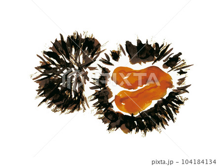 ウニの手描き和風イラスト ウニの手描き和風イラスト 104184134