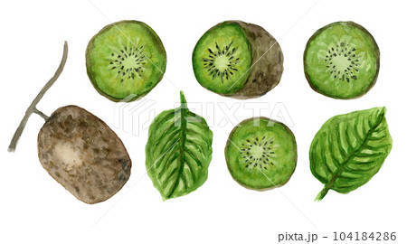 Cute hand drawn set of watercolor fresh green kiwi, whole and split, with green twigs. Bright painting illustration of healthy fruit for kitchen textile design, logo, sticker, market advertising 104184286