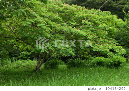 夏の花：ネムノキ  マメ科の落葉高木で、枝に鳥の羽根の様な花が緑の葉の上に 104184292