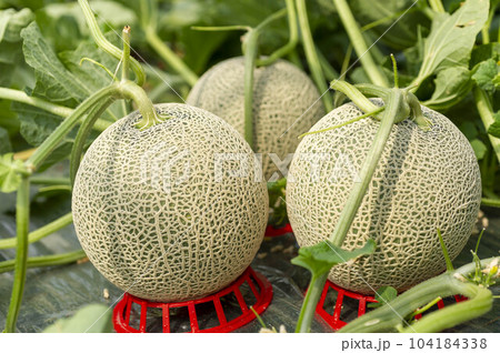 畑で成長するおいしいメロン 104184338