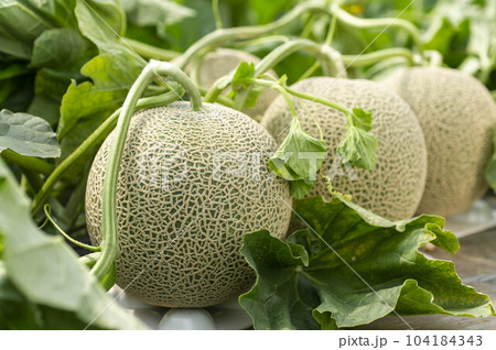畑で成長するおいしいメロン 104184343
