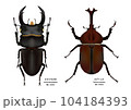 オオクワガタとカブトムシ オオクワガタとカブトムシ 104184393