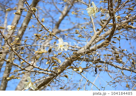 咲始め コブシの花 咲始め コブシの花 104184485