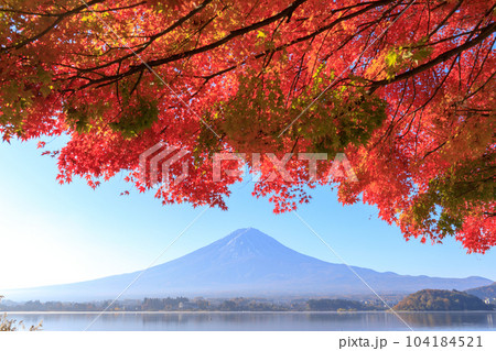 「山梨県」秋の富士山と紅葉 河口湖 「山梨県」秋の富士山と紅葉 河口湖 104184521