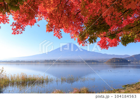 「山梨県」秋の富士山と紅葉 河口湖 「山梨県」秋の富士山と紅葉 河口湖 104184563