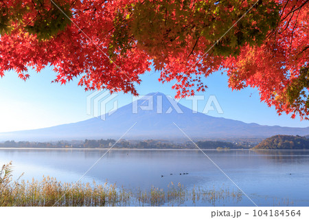 「山梨県」秋の富士山と紅葉　河口湖 104184564
