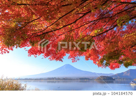 「山梨県」秋の富士山と紅葉　河口湖 104184570