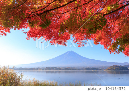「山梨県」秋の富士山と紅葉　河口湖 104184572