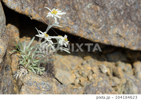 谷川岳に咲く夏の高山植物「ホソバヒナウスユキソウ」絶滅危惧種 谷川岳に咲く夏の高山植物「ホソバヒナウスユキソウ」絶滅危惧種 104184623