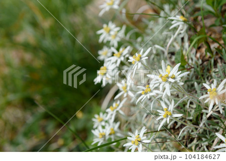 谷川岳に咲く夏の高山植物「ホソバヒナウスユキソウ」絶滅危惧種 104184627