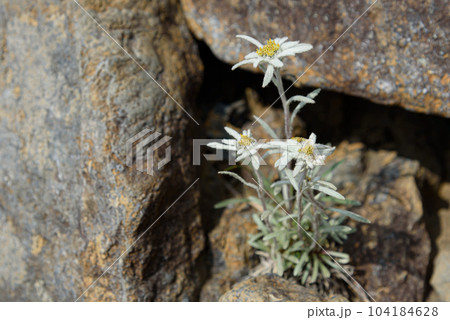 谷川岳に咲く夏の高山植物「ホソバヒナウスユキソウ」絶滅危惧種 谷川岳に咲く夏の高山植物「ホソバヒナウスユキソウ」絶滅危惧種 104184628
