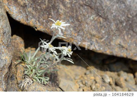 谷川岳に咲く夏の高山植物「ホソバヒナウスユキソウ」絶滅危惧種 谷川岳に咲く夏の高山植物「ホソバヒナウスユキソウ」絶滅危惧種 104184629