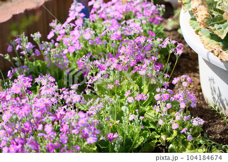 サクラソウの花 104184674