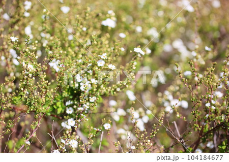 早春　咲始め　ユキヤナギの花 104184677