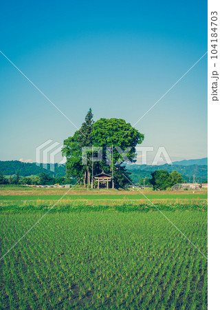 大塚神社付近の田園風景【初夏の安曇野】 104184703