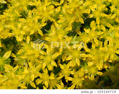 星のような花 黄色い小花セダム 星のような花 黄色い小花セダム 104184719