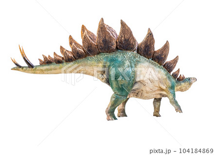 dinosaur , stegosaurus on isolated background dinosaur , stegosaurus on isolated background 104184869