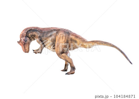 dinosaur , Allosaurus on isolated background 104184871