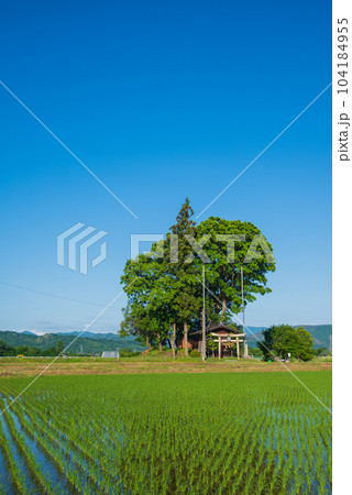 水田と大塚神社【初夏の安曇野】 水田と大塚神社【初夏の安曇野】 104184955