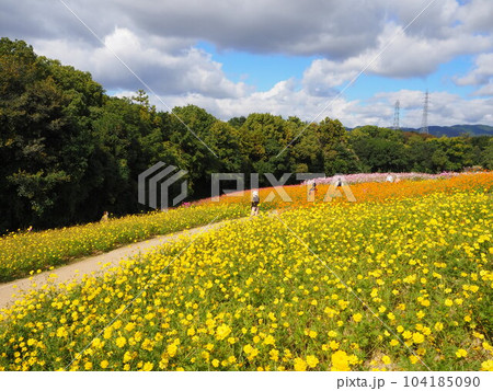 大阪万博記念公園のコスモス畑 104185090