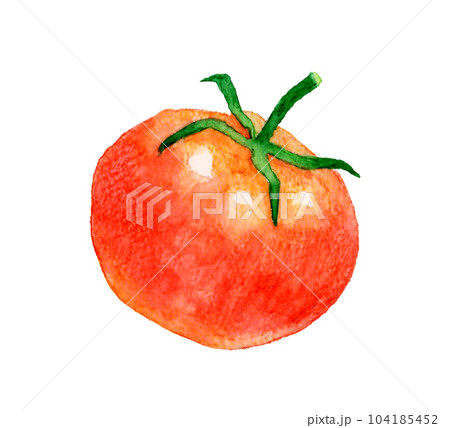 水彩画 トマト 赤色 手描き 赤色のトマトのセット 夏野菜の手描き水彩イラスト素材の
