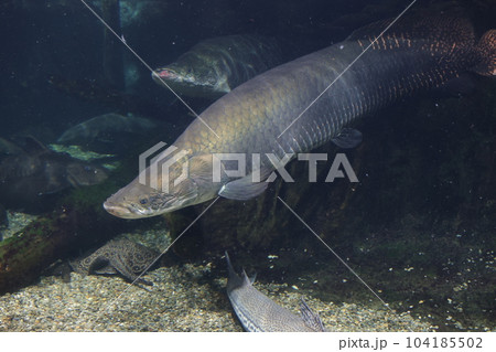 ピラルクと魚たち　大型淡水魚　アクアトト 104185502