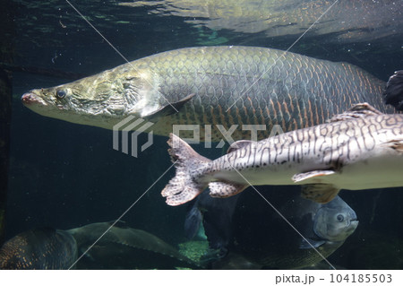 ピラルク　大型淡水魚　アクアトト 104185503
