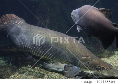 ピラルク 大型淡水魚 アクアトト ピラルク 大型淡水魚 アクアトト 104185504
