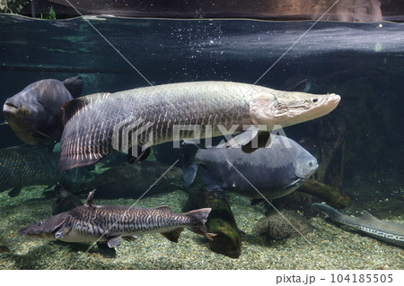 ピラルクと魚たち 大型淡水魚 アクアトトの写真素材 [104185505] - PIXTA