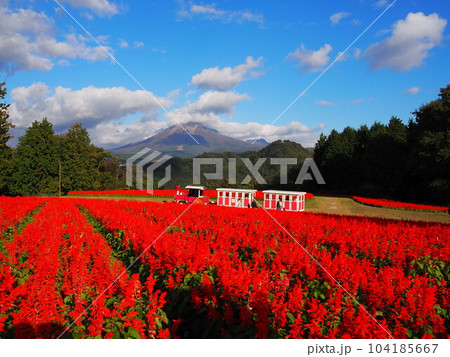 大山をバックに一面真っ赤なサルビア畑 大山をバックに一面真っ赤なサルビア畑 104185667