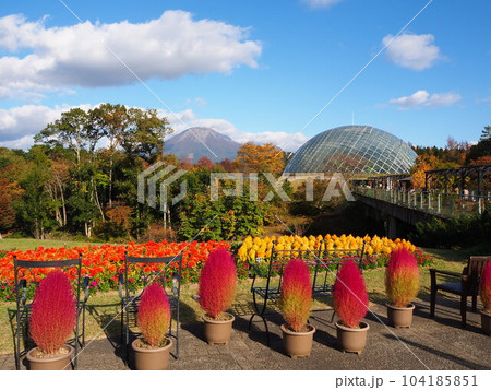 大山をバックに一列に並ぶ赤く紅葉したかわいいコキア 104185851