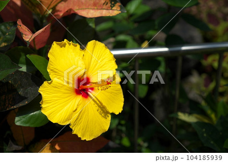 ハイビスカスの花 ハイビスカスの花 104185939