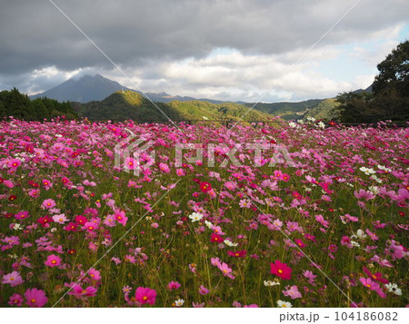 とっとり花回廊の満開のコスモス畑 とっとり花回廊の満開のコスモス畑 104186082