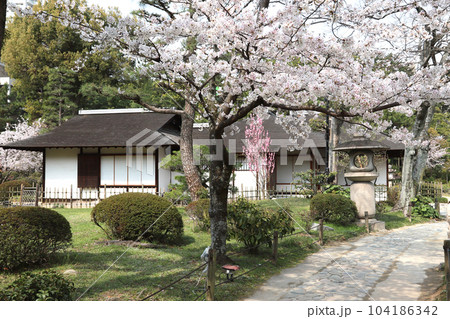 広島市縮景園春 104186342