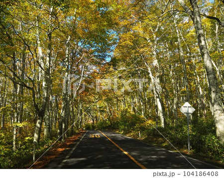 鍵掛峠につながる美しい紅葉のブナのトンネル 104186408