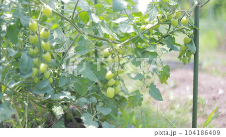 ミニトマト、コンフィットのマスカットのような青い実が鈴なり 104186409
