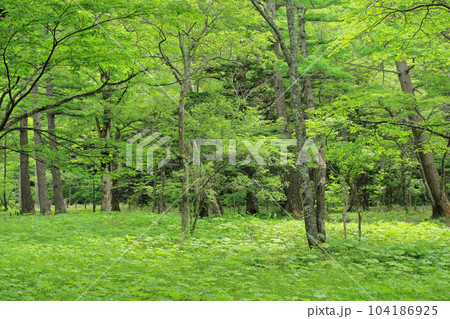 上高地　小梨平の森 104186925