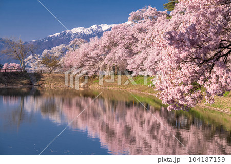 《長野県》六道の堤・桜満開 104187159