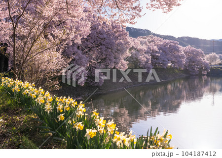 《長野県》六道の堤・桜満開 104187412
