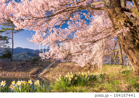 《長野県》六道の堤・桜満開 《長野県》六道の堤・桜満開 104187441